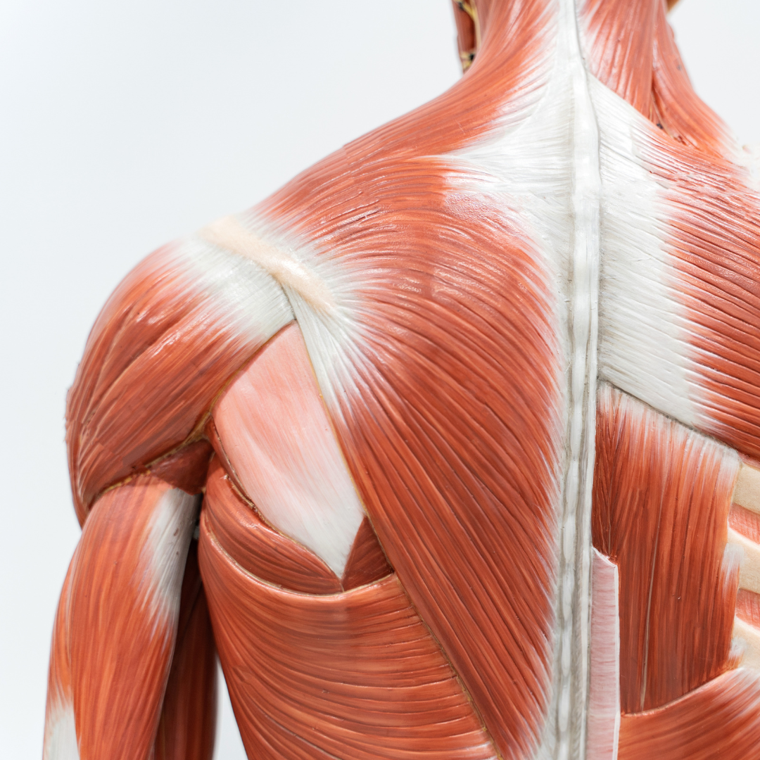 quiz BPJEPS physiologie